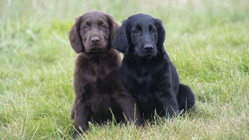 Golden clearance flat retriever